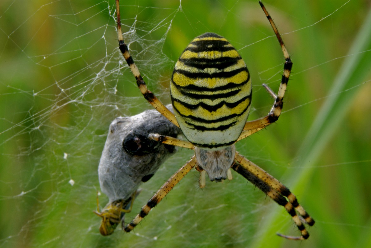 Argiope Bruennichi Wasp Spider